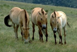 Animals in Mongolia